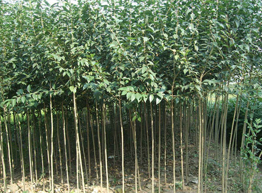 大葉女貞樹(shù)什么時(shí)候種植成活率更高？
